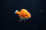Juvenile Ranchu  Red White 3 Inch (ID#325R9b-56) Free2Day SHIPPING