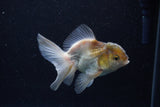 Thai Oranda  Panda 4 Inch (ID#0113T2c-46) Free2Day SHIPPING