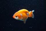 Juvenile Ranchu  Red White 3 Inch (ID#325R9b-56) Free2Day SHIPPING