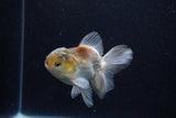 Thai Oranda  Panda 4 Inch (ID#0113T2c-46) Free2Day SHIPPING