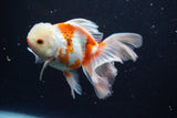 Thai Oranda Red White 5 Inch (ID#917R12c-110) Free2Day SHIPPING