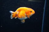 Juvenile Ranchu  Red White 3 Inch (ID#325R9b-56) Free2Day SHIPPING