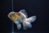 Thai Oranda  Panda 4 Inch (ID#0113T2c-46) Free2Day SHIPPING