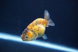 Baby Ranchu  Calico 2.5 Inch (ID#820R13c-67) Free2Day SHIPPING