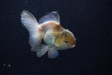 Thai Oranda  Panda 4 Inch (ID#0113T2c-46) Free2Day SHIPPING