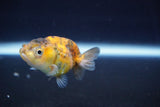 Baby Ranchu  Calico 2.5 Inch (ID#820R13c-67) Free2Day SHIPPING