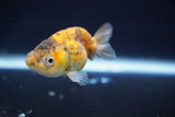 Baby Ranchu  Calico 2.5 Inch (ID#820R13c-67) Free2Day SHIPPING