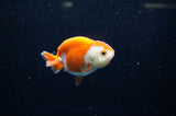 Juvenile Ranchu  Red White 3 Inch (ID#325R9b-57) Free2Day SHIPPING