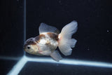 Thai Oranda  Panda 3.5 Inch (ID#0113T2c-47) Free2Day SHIPPING