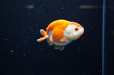 Juvenile Ranchu  Red White 3 Inch (ID#325R9b-57) Free2Day SHIPPING