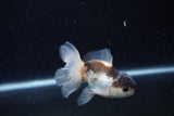 Thai Oranda  Panda 3.5 Inch (ID#0113T2c-47) Free2Day SHIPPING