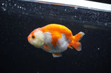 Juvenile Ranchu  Red White 3 Inch (ID#325R9b-57) Free2Day SHIPPING