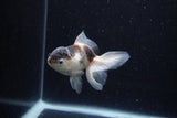 Thai Oranda  Panda 3.5 Inch (ID#0113T2c-47) Free2Day SHIPPING