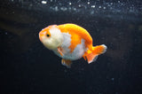 Juvenile Ranchu  Red White 3 Inch (ID#325R9b-57) Free2Day SHIPPING