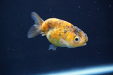 Baby Ranchu  Calico 2.5 Inch (ID#820R13c-67) Free2Day SHIPPING