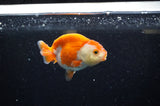 Juvenile Ranchu  Red White 3 Inch (ID#325R9b-57) Free2Day SHIPPING