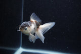 Thai Oranda  Panda 3.5 Inch (ID#0113T2c-47) Free2Day SHIPPING