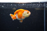 Juvenile Ranchu  Red White 3 Inch (ID#325R9b-57) Free2Day SHIPPING