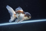 Thai Oranda  Panda 3.5 Inch (ID#0113T2c-47) Free2Day SHIPPING