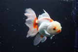 Thai Oranda Red White 5 Inch (ID#917R12c-110) Free2Day SHIPPING