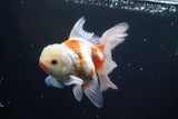 Thai Oranda Red White 5 Inch (ID#917R12c-110) Free2Day SHIPPING