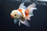 Thai Oranda Red White 5 Inch (ID#917R12c-110) Free2Day SHIPPING