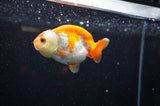 Juvenile Ranchu  Red White 3 Inch (ID#325R9b-57) Free2Day SHIPPING
