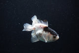 Thai Oranda  Panda 3.5 Inch (ID#0113T2c-48) Free2Day SHIPPING