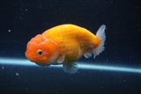 Ranchu  Sakura 4 Inch (ID#211R1c-59) Free2Day SHIPPING
