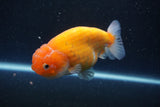 Ranchu  Sakura 4 Inch (ID#211R1c-59) Free2Day SHIPPING