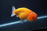 Ranchu  Sakura 4 Inch (ID#211R1c-59) Free2Day SHIPPING
