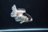 Thai Oranda  Panda 3.5 Inch (ID#0113T2c-48) Free2Day SHIPPING