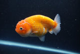 Ranchu  Sakura 4 Inch (ID#211R1c-59) Free2Day SHIPPING