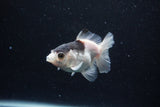 Thai Oranda  Panda 3.5 Inch (ID#0113T2c-48) Free2Day SHIPPING