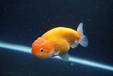 Ranchu  Sakura 4 Inch (ID#211R1c-59) Free2Day SHIPPING