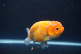 Ranchu  Sakura 4 Inch (ID#211R1c-59) Free2Day SHIPPING