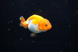 Juvenile Ranchu  Red White 3 Inch (ID#325R9b-59) Free2Day SHIPPING