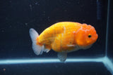 Ranchu  Sakura 4 Inch (ID#211R1c-59) Free2Day SHIPPING