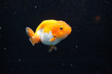 Juvenile Ranchu  Red White 3 Inch (ID#325R9b-59) Free2Day SHIPPING