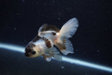 Thai Oranda  Panda 4 Inch (ID#0113T2c-49) Free2Day SHIPPING