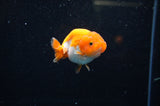 Juvenile Ranchu  Red White 3 Inch (ID#325R9b-59) Free2Day SHIPPING