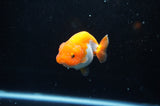 Juvenile Ranchu  Red White 3 Inch (ID#325R9b-59) Free2Day SHIPPING