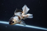 Thai Oranda  Panda 4 Inch (ID#0113T2c-49) Free2Day SHIPPING