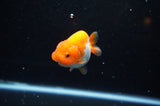 Juvenile Ranchu  Red White 3 Inch (ID#325R9b-59) Free2Day SHIPPING