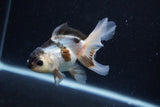 Thai Oranda  Panda 4 Inch (ID#0113T2c-49) Free2Day SHIPPING