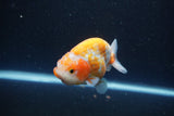 Ranchu  Sakura 3.5 Inch (ID#211R1c-60) Free2Day SHIPPING