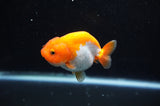 Juvenile Ranchu  Red White 3 Inch (ID#325R9b-59) Free2Day SHIPPING