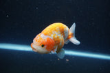 Ranchu  Sakura 3.5 Inch (ID#211R1c-60) Free2Day SHIPPING