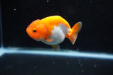 Juvenile Ranchu  Red White 3 Inch (ID#325R9b-59) Free2Day SHIPPING