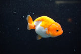 Juvenile Ranchu  Red White 3 Inch (ID#325R9b-59) Free2Day SHIPPING